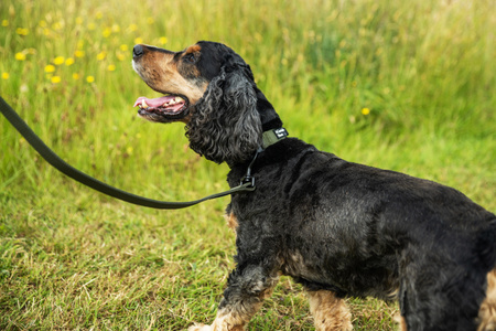 Bardzo wytrzymała obroża dla psa Mountain Paws - olive S