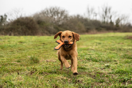 Zabawka, gryzak do rzucania Mountain Paws - pomarańczowa