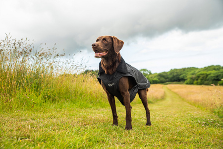 Ocieplany płaszcz przeciwdeszczowy dla psa Mountain Paws XL