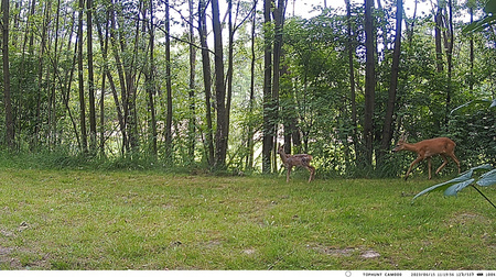 Fotopułapka Suntek 4G MMS SMTP HC-900LTE Trail Camera