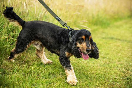 Bardzo wytrzymała smycz dla psa Mountain Paws - 115 cm Olive