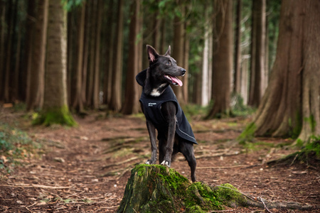 Ocieplany płaszcz przeciwdeszczowy dla psa Mountain Paws XL