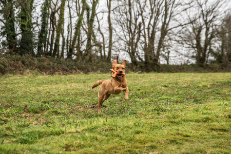 Zabawka, gryzak do rzucania Mountain Paws - pomarańczowa