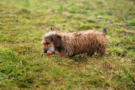 Piłki tenisowe do miotacza piłek dla psa - 3 szt Mountain Paws