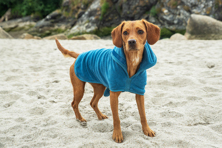 Kamizelka z polaru dla psa Mountain Paws S