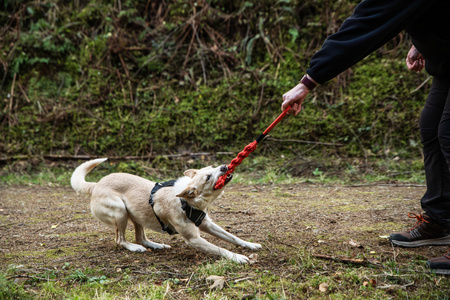 Zabawka dla psa płaski gryzak z liny Mountain Paws