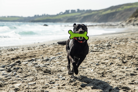 Gumowa kość dla psa, gryzak Mountain Paws - pomarańczowa