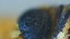 Mikroskop cyfrowy LCD 2000x + 10LED 1080P 12MPIX