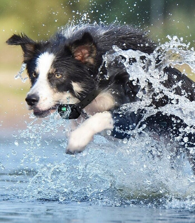 ELEKTRYCZNA OBROŻA TRENINGOWA DLA PSA Z PILOTEM WODOODPORNA ZASIĘG 800 M
