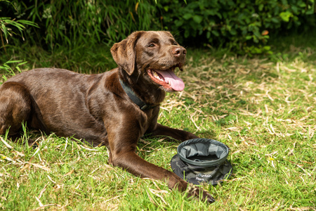Składana, turystyczna miska na wodę dla psa Mountain Paws  Camo