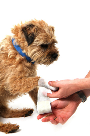 Apteczka pierwszej pomocy dla psa Mountain Paws