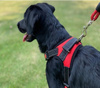 MOCNE SZELKI DLA PSA BEZUCISKOWE REGULOWANE M