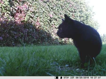 Kamera leśna fotopułapka FULL HD 40 IR GPRS MMS