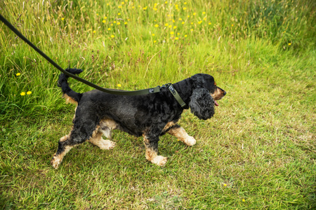 Bardzo wytrzymała smycz dla psa Mountain Paws - 115 cm Olive