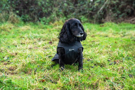 Ocieplany płaszcz przeciwdeszczowy dla psa Mountain Paws S