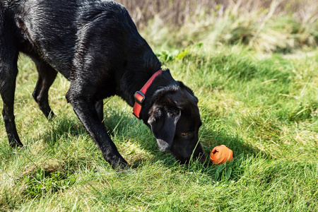 Dozownik smakołyków w formie piłki dla psa Mountain Paws