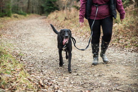 Smycz do biegania z amortyzatorem Mountain Paws - 281 cm