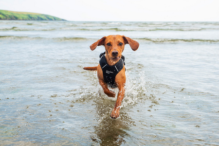 Szelki dla psa Mountain Paws - czarne S