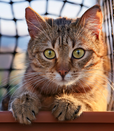 SIATKA ZABEZPIECZAJĄCA 3 X 4 M OCHRONA PRZED WYPADNIĘCIEM DLA KOTA PRZECIW GOŁĘBIOM OCZKO 5 X 5 CM NA BALKON OKNO