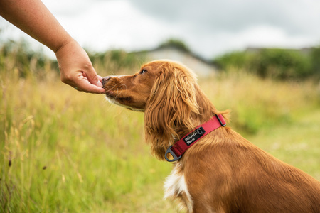 Bardzo wytrzymała obroża dla psa Mountain Paws - czerwona  L