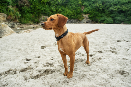 Bardzo wytrzymała obroża dla psa Mountain Paws - czarna  XL