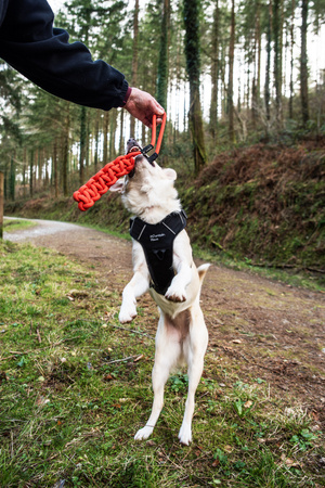 Zabawka dla psa płaski gryzak z liny Mountain Paws