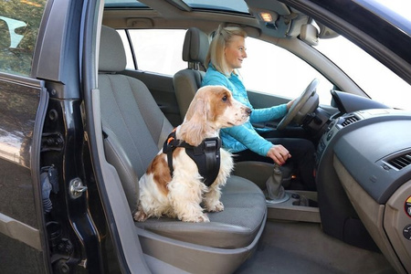 Pasy szelki bezpieczeństwa Kardiff do przewozu psa rozmiar L