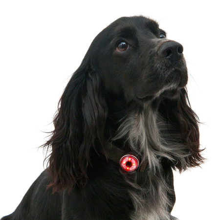 Lampka bezpieczeństwa dla psa Mountain Paws - 2 lampki