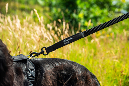 Smycz dla psa z amortyzatorem Mountain Paws - 135 cm