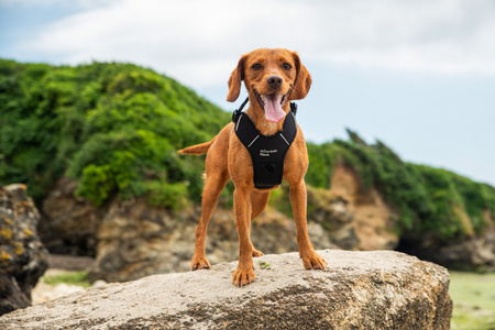 Szelki dla psa Mountain Paws - czarne S