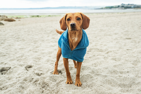 Kamizelka z polaru dla psa Mountain Paws M