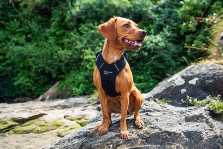 Szelki dla psa Mountain Paws - czarne  L