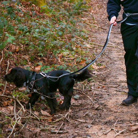 Smycz do biegania z amortyzatorem Mountain Paws - 281 cm