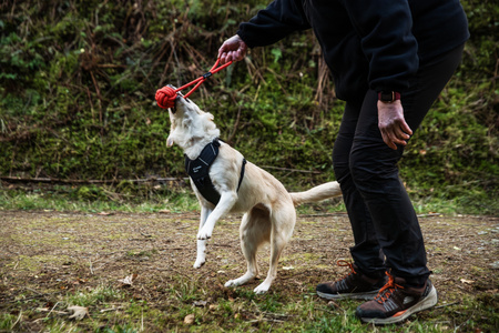 Zabawka dla psa, piłka sznurowa Ball Rope Mountain Paws