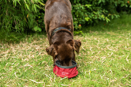 Składana, turystyczna miska na wodę dla psa Mountain Paws  Czerwona