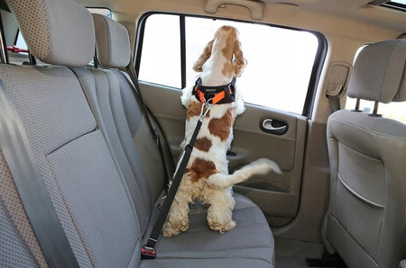 Pasy szelki bezpieczeństwa Kardiff do przewozu psa rozmiar L