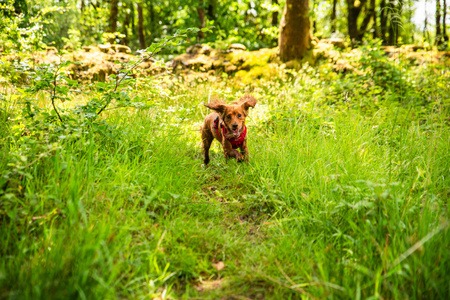 Szelki dla psa Mountain Paws - czerwone M