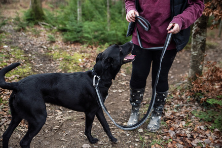 Smycz do biegania z amortyzatorem Mountain Paws - 281 cm