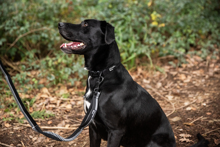 Bardzo wytrzymała obroża dla psa Mountain Paws - czarna S