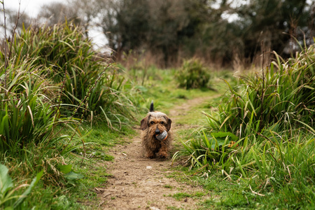 Piłki tenisowe do miotacza piłek dla psa - 3 szt Mountain Paws