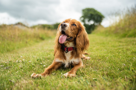 Bardzo wytrzymała obroża dla psa Mountain Paws - czerwona XL