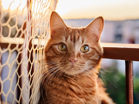 SIATKA ZABEZPIECZAJĄCA 3 X 8 M OCHRONA PRZED WYPADNIĘCIEM DLA KOTA PRZECIW GOŁĘBIOM OCZKO 5 X 5 CM NA BALKON OKNO