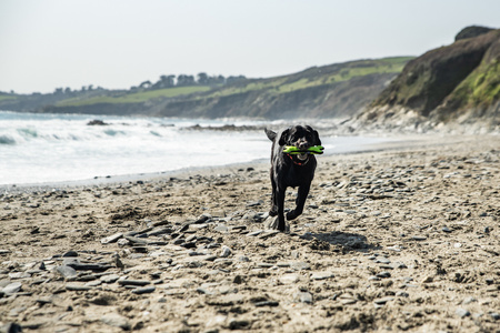 Gumowa kość dla psa, gryzak Mountain Paws - pomarańczowa
