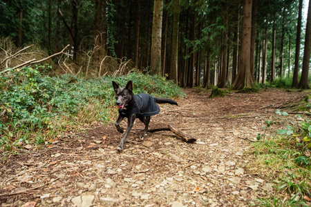 Ocieplany płaszcz przeciwdeszczowy dla psa Mountain Paws S
