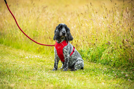 Szelki dla psa Mountain Paws - czerwone  L