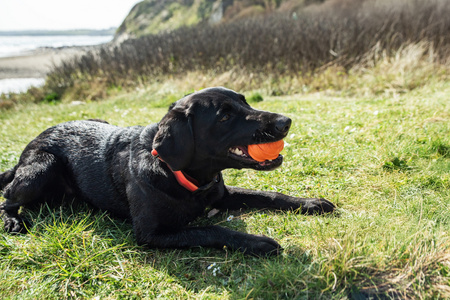 Dozownik smakołyków w formie piłki dla psa Mountain Paws