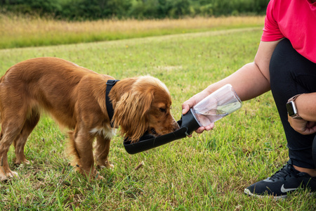 Butelka z poidłem dla psa Mountain Paws