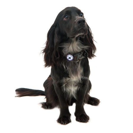 Lampka bezpieczeństwa dla psa Mountain Paws - 1 lampka