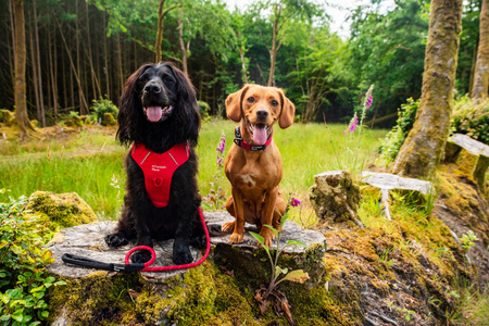 Szelki dla psa Mountain Paws - czerwone  S