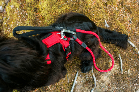 Szelki dla psa Mountain Paws - czerwone M